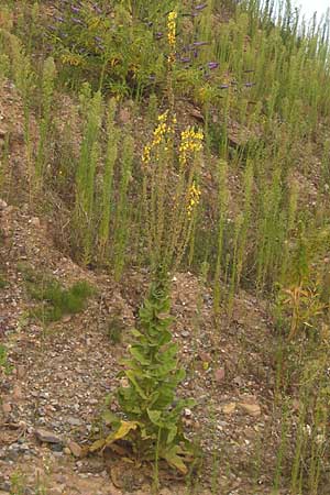 Verbascum speciosum, Hungarian Mullein