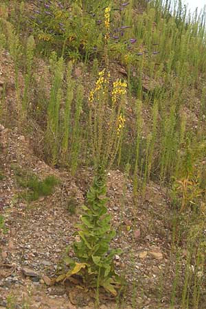 Verbascum speciosum, Pracht-Knigskerze