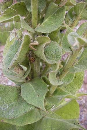 Verbascum speciosum / Hungarian Mullein, D Heidelberg 2.8.2012