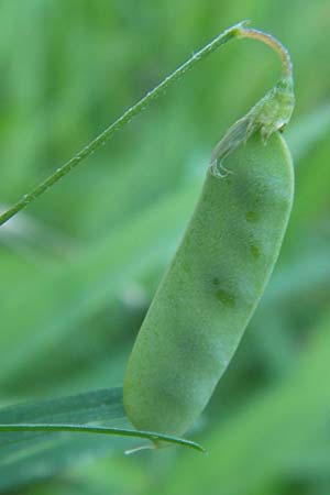 Ervum tetraspermum / Smooth Tare, D Pforzheim 20.7.2013