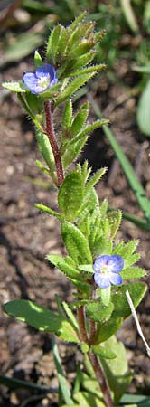 Veronica verna \ Frhlings-Ehrenpreis / Spring Speedwell, D Rheinhessen, Frei-Laubersheim 26.4.2008