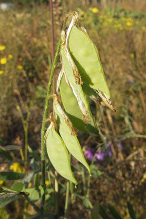 Vicia villosa \ Zottel-Wicke, Zottige Wicke, D Mannheim 30.9.2011