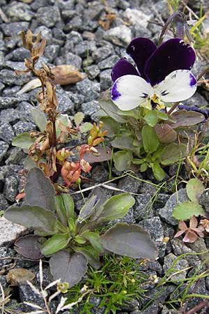 Viola wittrockiana \ Garten-Stiefmtterchen / Pansy, D Odenwald, Michelstadt 6.10.2012