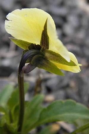 Viola wittrockiana / Pansy, D Odenwald, Michelstadt 6.10.2012