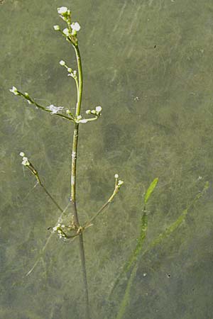 Alisma gramineum \ Gras-Froschlffel / Ribbon-Leaved Water-Plantain, D Altrip 16.7.2006