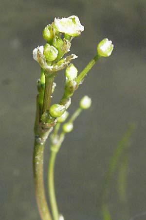 Alisma gramineum \ Gras-Froschlffel / Ribbon-Leaved Water-Plantain, D Altrip 16.7.2006