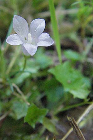 Wahlenbergia hederacea \ Efeu-Moorglckchen, D Mörfelden-Walldorf 6.8.2007