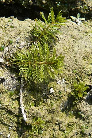 Myriophyllum verticillatum \ Quirlbltiges Tausendblatt / Whorled Water Milfoil, D Karlsruhe 26.9.2009