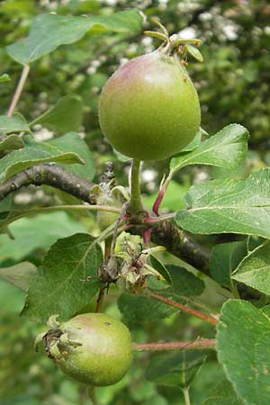 Malus sylvestris \ Holz-Apfel, Wild-Apfel / Crab Apple, D Solnhofen 5.6.2012