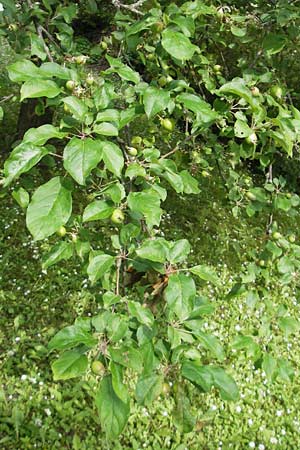 Malus sylvestris / Crab Apple, D Solnhofen 5.6.2012