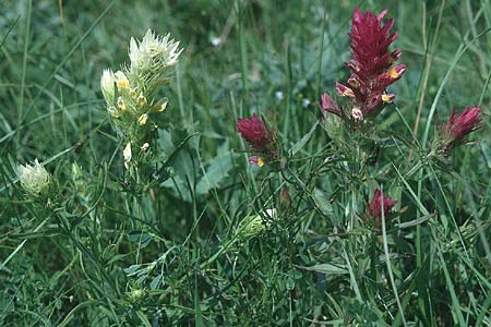 Melampyrum arvense \ Acker-Wachtelweizen / Field Cow-Wheat, D Neuleiningen 4.6.2000