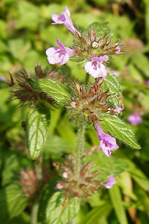 Clinopodium vulgare \ Wirbeldost, D Bensheim 3.10.2014