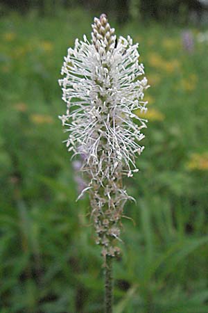 Plantago media \ Mittlerer Wegerich / Hoary Plantain, D Weinheim an der Bergstraße 16.5.2006