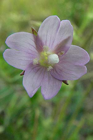 Epilobium tetragonum ? \ Vierkantiges Weidenrschen / Square-Stalked Willowherb, D Waghäusel 16.9.2006