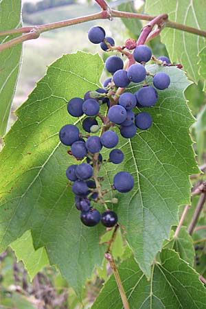 Vitis vinifera \ Weinrebe, D Rheinhessen, Flonheim 2.9.2008