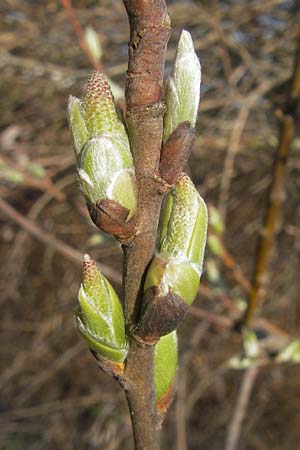 Salix alba / White Willow, D Mannheim 20.3.2012