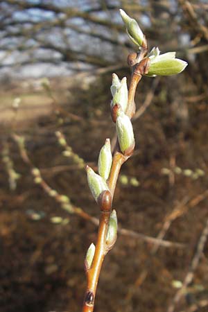 Salix alba \ Silber-Weide / White Willow, D Mannheim 20.3.2012