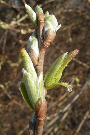 Salix alba \ Silber-Weide / White Willow, D Mannheim 20.3.2012