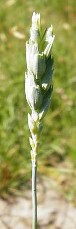 Triticum aestivum \ Saat-Weizen, Weich-Weizen / Bread Wheat, D Abensberg 13.6.2014