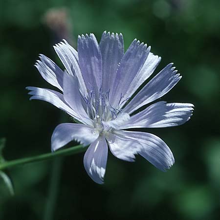 Cichorium intybus / Chicory, D Mannheim 28.8.2005