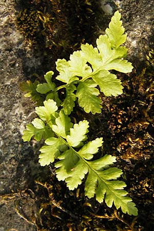 Dryopteris filix-mas \ Gewhnlicher Wurmfarn, Mnner-Farn, D Weinheim an der Bergstraße 8.5.2009