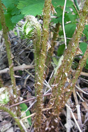 Dryopteris filix-mas \ Gewhnlicher Wurmfarn, Mnner-Farn / Male Fern, D Weinheim an der Bergstraße 19.5.2009