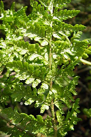 Dryopteris dilatata \ Breitblttriger Dornfarn, Groer Dornfarn, D Kempten 22.5.2009