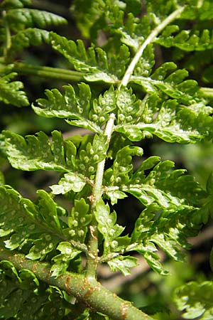 Dryopteris dilatata \ Breitblttriger Dornfarn, Groer Dornfarn / Broad Buckler Fern, D Kempten 22.5.2009