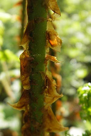 Dryopteris dilatata \ Breitblttriger Dornfarn, Groer Dornfarn, D Kempten 22.5.2009