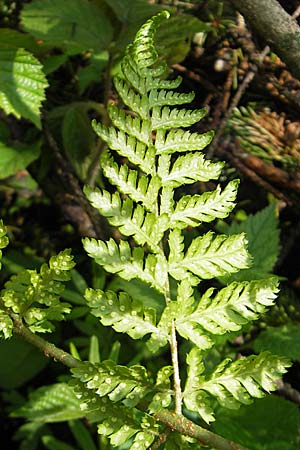 Dryopteris dilatata \ Breitblttriger Dornfarn, Groer Dornfarn / Broad Buckler Fern, D Kempten 22.5.2009