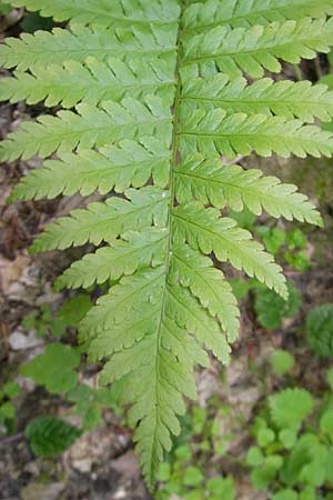 Dryopteris filix-mas \ Gewhnlicher Wurmfarn, Mnner-Farn / Male Fern, D Bruchsal 21.6.2009