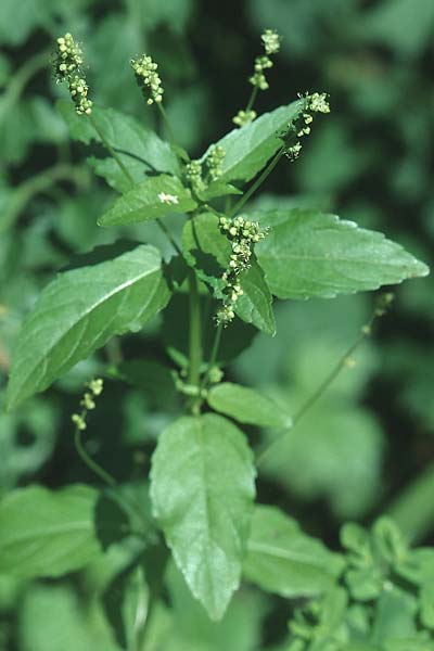 Mercurialis annua / Annual Mercury, D Weinheim an der Bergstraße 28.8.2005