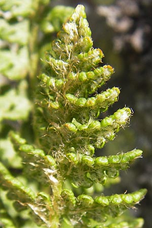 Woodsia ilvensis \ Sdlicher Wimperfarn, D Rhön, Milseburg 6.7.2013