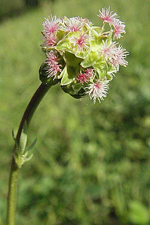 Sanguisorba minor \ Kleiner Wiesenknopf, D Bruchsal 11.5.2006