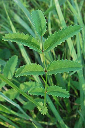 Sanguisorba officinalis / Great Burnet, D Mannheim 24.7.2006