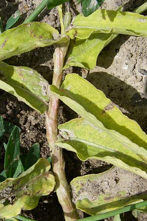 Persicaria amphibia / Water Knotweed, Willow Grass, D Rheinhessen, Gau-Odernheim 14.6.2008