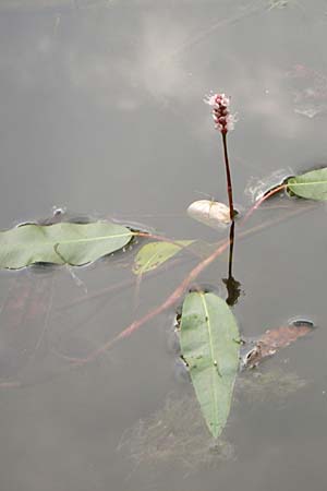 Persicaria amphibia \ Wasser-Knterich / Water Knotweed, Willow Grass, D Hambrücken 20.6.2008