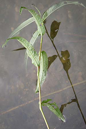 Persicaria amphibia \ Wasser-Knterich / Water Knotweed, Willow Grass, D Hambrücken 20.6.2008