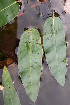 Persicaria amphibia \ Wasser-Knterich / Water Knotweed, Willow Grass, D Hambrücken 20.6.2008