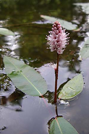 Persicaria amphibia / Water Knotweed, Willow Grass, D Hambrücken 20.6.2008