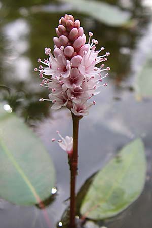 Persicaria amphibia / Water Knotweed, Willow Grass, D Hambrücken 20.6.2008