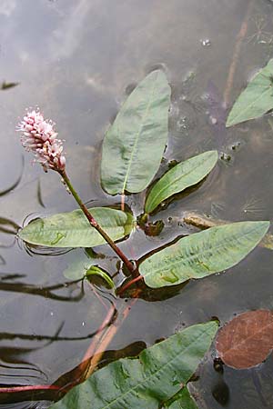 Persicaria amphibia \ Wasser-Knterich / Water Knotweed, Willow Grass, D Hambrücken 20.6.2008