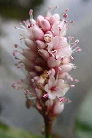 Persicaria amphibia \ Wasser-Knterich / Water Knotweed, Willow Grass, D Hambrücken 20.6.2008