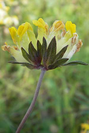 Anthyllis vulneraria subsp. polyphylla \ Steppen-Wundklee, Ungarischer Wundklee, D Bruchsal 13.6.2009