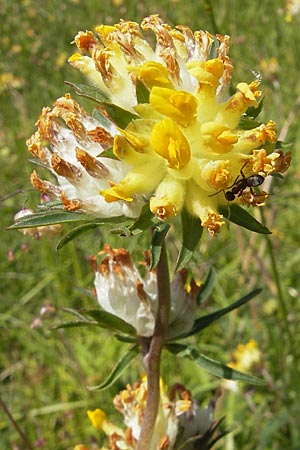 Anthyllis vulneraria subsp. polyphylla \ Steppen-Wundklee, Ungarischer Wundklee / Many-Leaved Kidney Vetch, D Bruchsal 13.6.2009