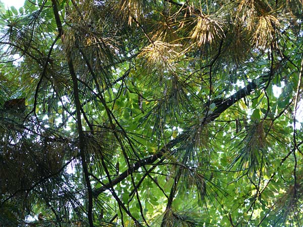 Pinus strobus \ Weymouths-Kiefer, Wei-Kiefer / Eastern White Pine, D Büttelborn 22.9.2012