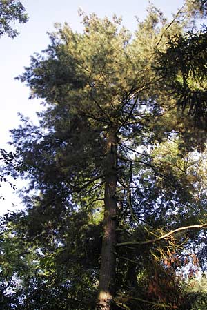 Pinus strobus \ Weymouths-Kiefer, Wei-Kiefer / Eastern White Pine, D Büttelborn 22.9.2012