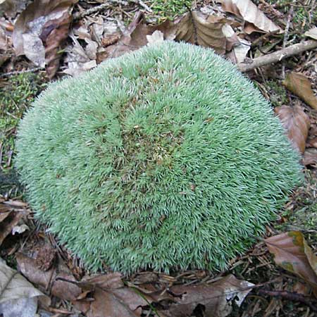 Leucobryum glaucum \ Wei-Moos / White Cushion Moss, D Odenwald, Ober-Mossau 24.8.2009