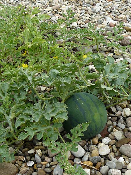 Citrullus lanatus \ Wasser-Melone, D Mannheim 14.9.2013