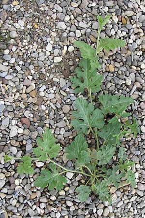 Citrullus lanatus \ Wasser-Melone / Water Melon, D Mannheim 14.9.2013